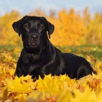 Retriever du Labrador