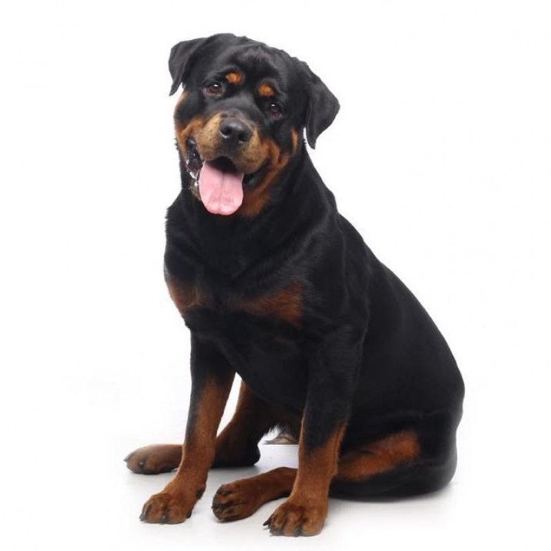 Rottweiler