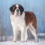 Saint bernard