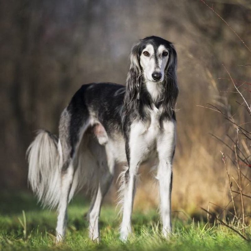Saluki