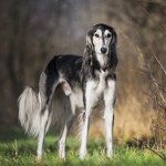 Saluki