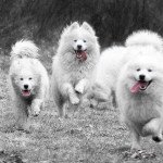 Samoyede