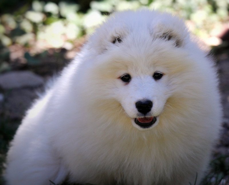 Samoyede