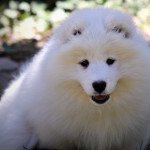 Samoyede