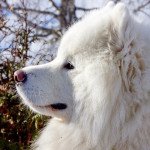 Samoyede