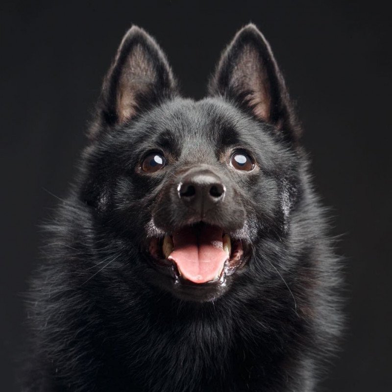 Schipperke