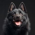 Schipperke