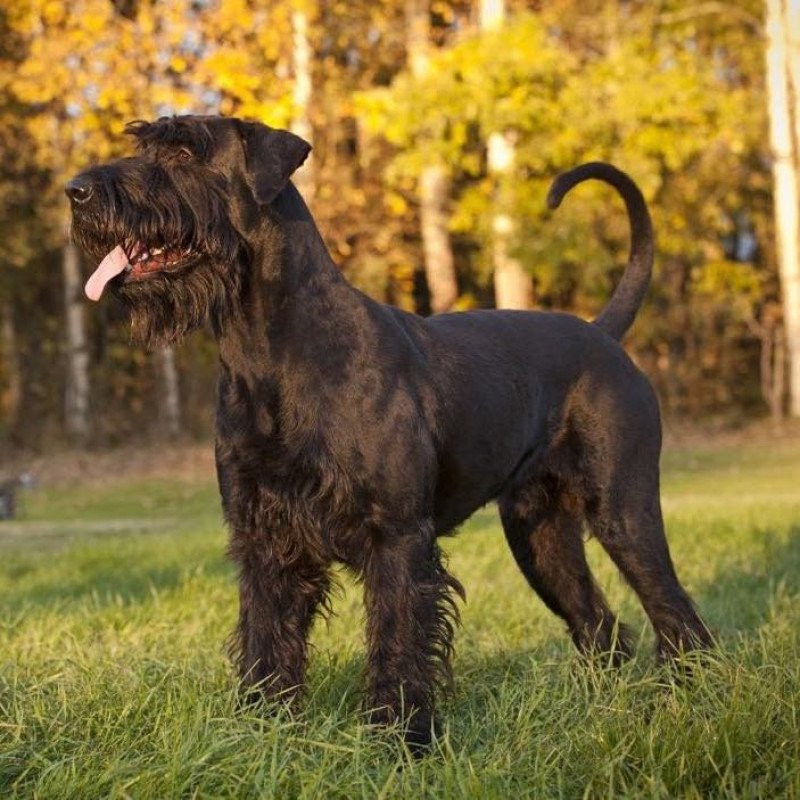 Schnauzer geant