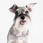 Schnauzer