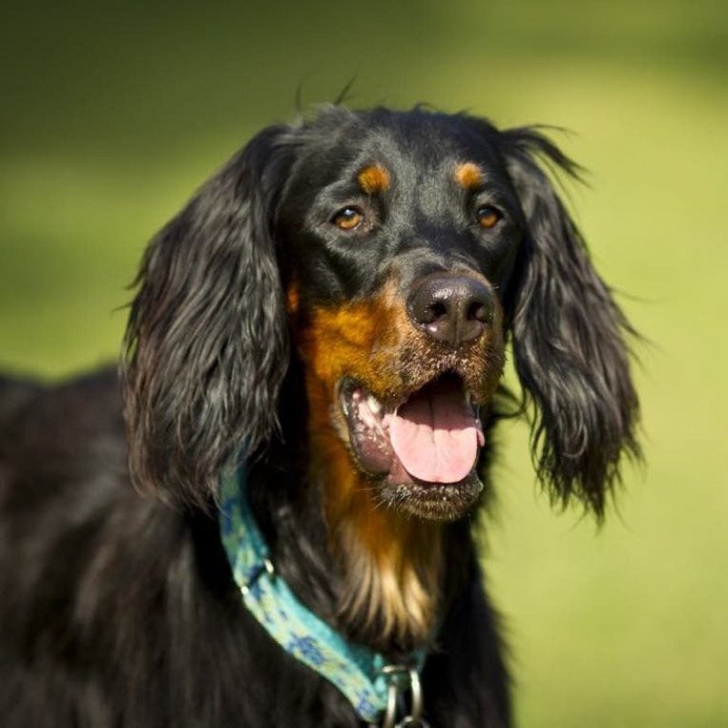 Setter gordon