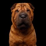 Shar pei