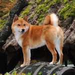 Shiba