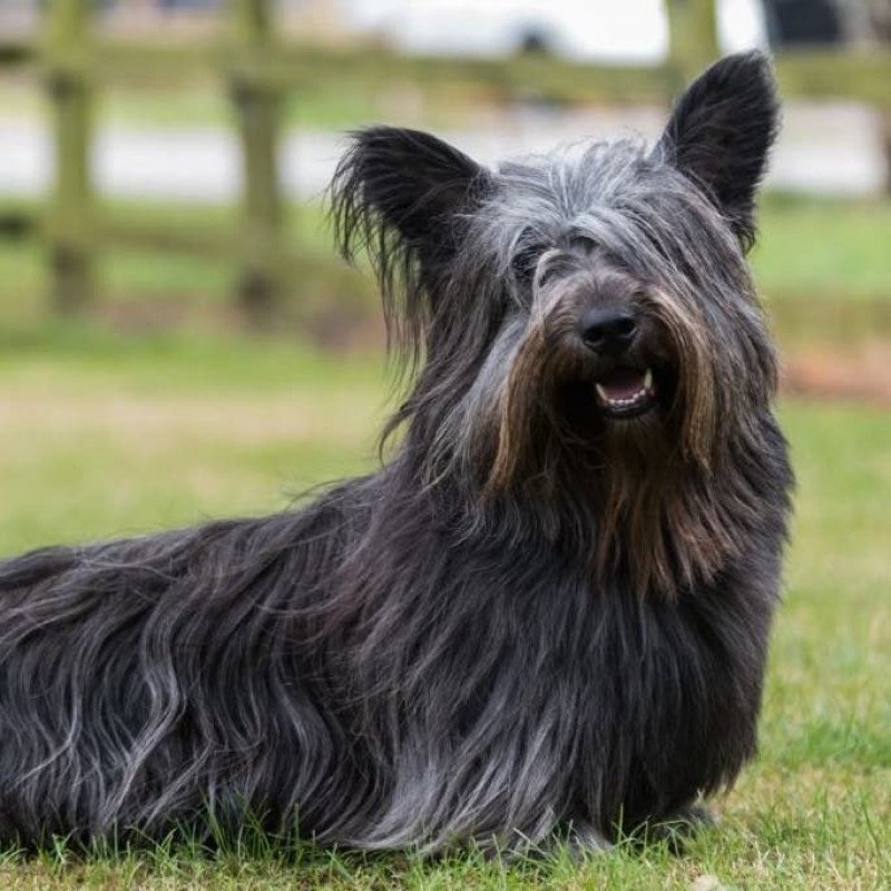Skye terrier