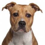 Staffordshire terrier americain