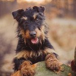 Terrier de chasse allemand