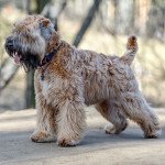 Terrier irlandais a poil doux