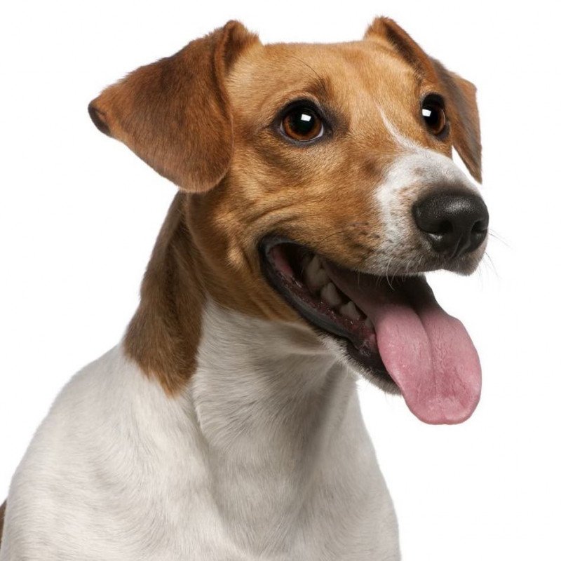 Terrier jack russell