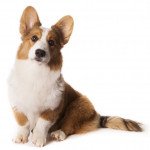 Welsh corgi cardigan