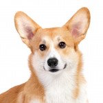 Welsh corgi pembroke