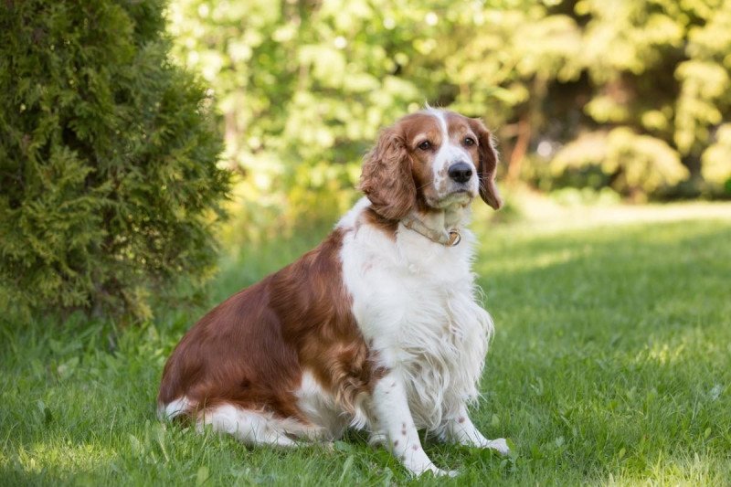 Welsh springer spaniel