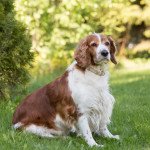 Welsh springer spaniel