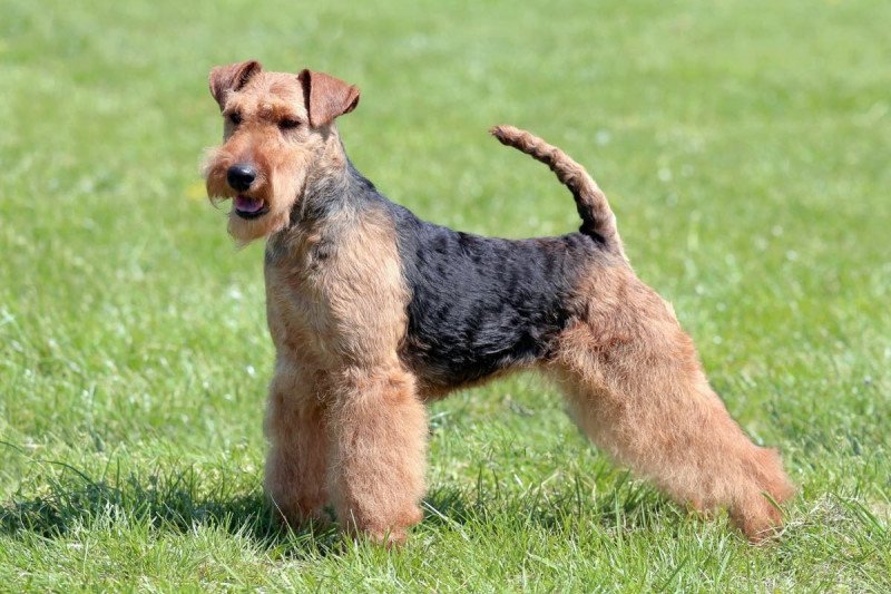 Welsh terrier
