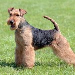 Welsh terrier