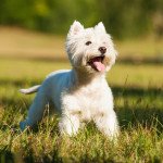 West highland white terrier