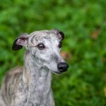 Whippet