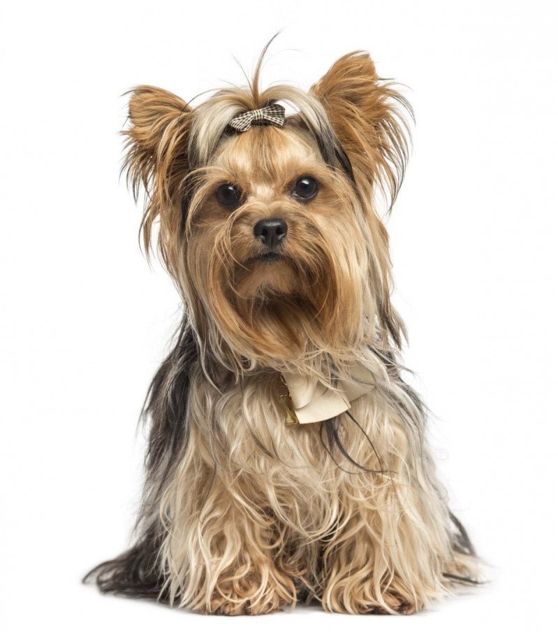 Yorkshire terrier