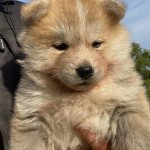 SHIRO Mâle Akita SHIRO Mâle Akita