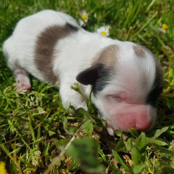 1er chiot (Portée Mikado du Royaume des P'tits Loups ❤ Stitch des bois de la bro) - Mâle Sab.Pbl.Env. Mâle Coton de tulear