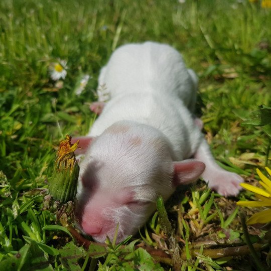 2e chiot (Portée Mikado du Royaume des P'tits Loups ❤ Stitch des bois de la bro) - Mâle blc Mâle Coton de tulear