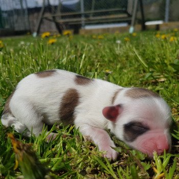 3e chiot (Portée Mikado du Royaume des P'tits Loups ❤ Stitch des bois de la bro) - Femelle Sab.Pbl.Env. Femelle Coton de tulear