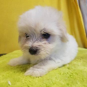 U Femelle Coton de tulear