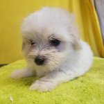 U Femelle Coton de tulear U Femelle Coton de tulear