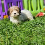 Ufo du royaume des p'tits loups Mâle Coton de tulear Ufo du royaume des p'tits loups Mâle Coton de tulear