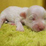 Upsa du royaume des p'tits loups Femelle Coton de tulear Upsa du royaume des p'tits loups Femelle Coton de tulear