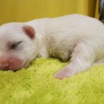 U'giulia (réserver) du royaume des p'tits loups Femelle Coton de tulear U'giulia (réserver) du royaume des p'tits loups Femelle Coton de tulear