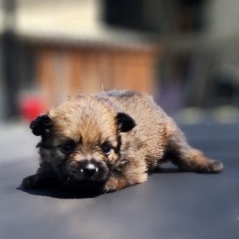 A Mâle Spitz allemand