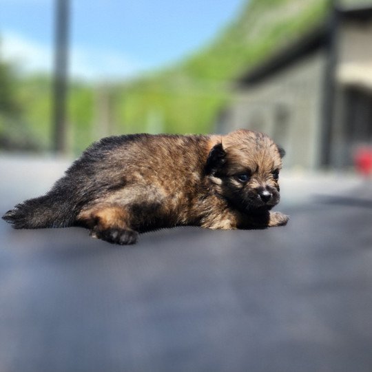 chiot Spitz allemand charbonne Élevage du Royaume des P'tits Loups  
