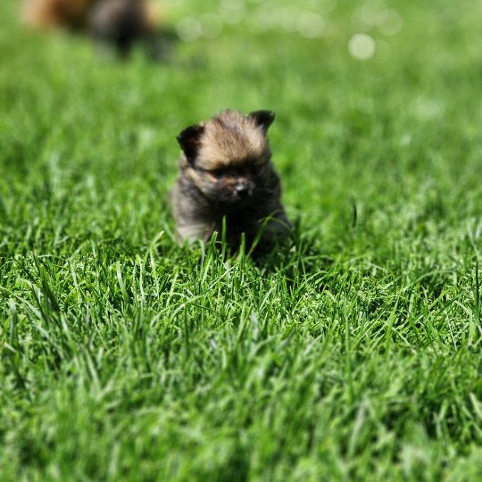 chiot Spitz allemand charbonne A Élevage du Royaume des P'tits Loups  