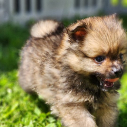 chiot Spitz allemand charbonne A Élevage du Royaume des P'tits Loups  