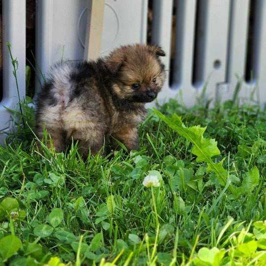 chiot Spitz allemand charbonne A Élevage du Royaume des P'tits Loups  