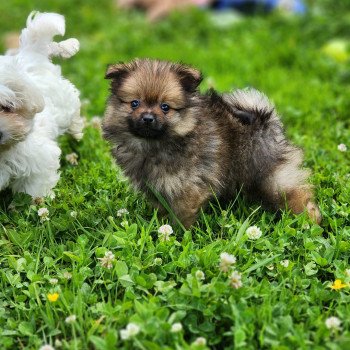 A Mâle Spitz allemand