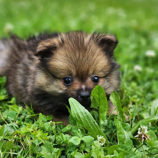 chiot Spitz allemand charbonne A Élevage du Royaume des P'tits Loups  