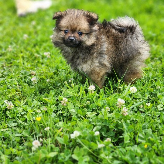 chiot Spitz allemand charbonne A Élevage du Royaume des P'tits Loups  