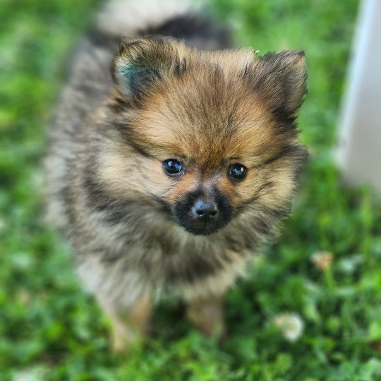 chiot Spitz allemand charbonne A Élevage du Royaume des P'tits Loups  