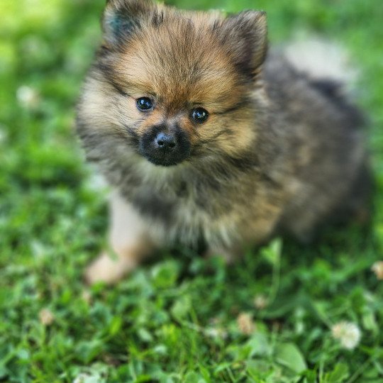 chiot Spitz allemand charbonne A Élevage du Royaume des P'tits Loups  