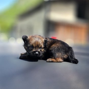 A Mâle Spitz allemand